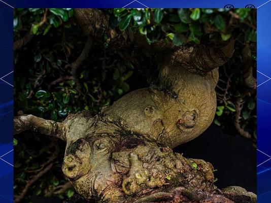 绿宝石植物的养护方法是什么？如何保持其健康？