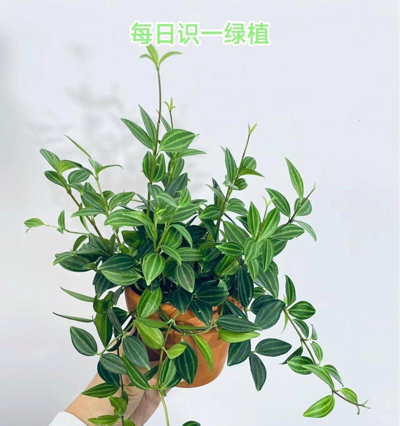 绿宝石植物的养护方法是什么？如何保持其健康？