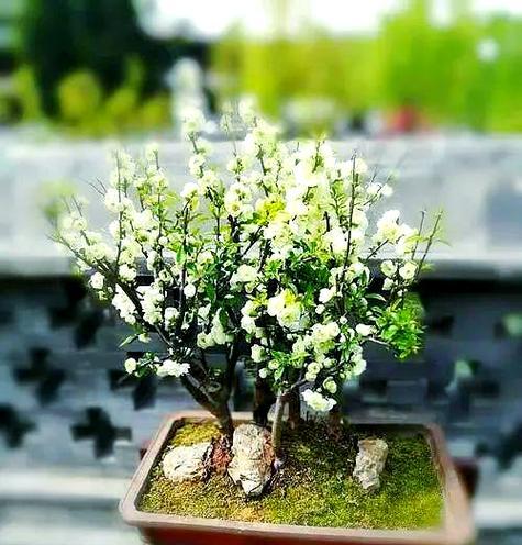 绿宝石植物的养护方法是什么？如何保持其健康？
