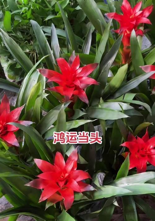 鸿运当头的养殖技巧有哪些？鸿运当头养殖的常见问题？