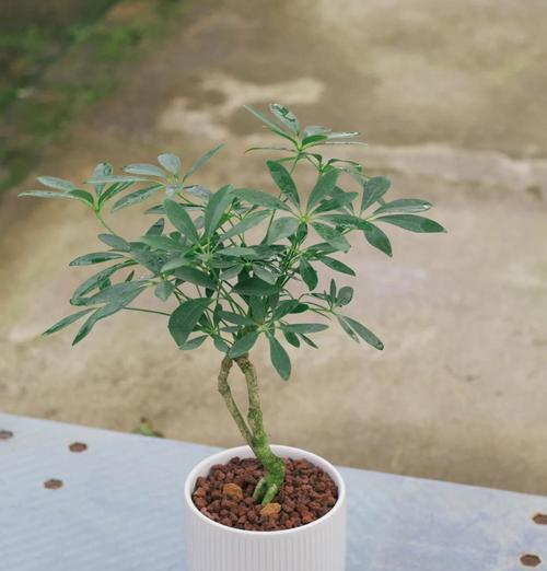 鸭脚木的养护和繁殖技巧是什么？