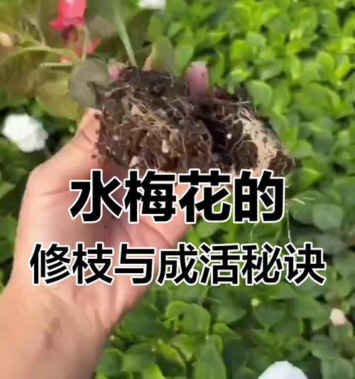 对梅的正确养护方法是什么？如何处理常见问题？