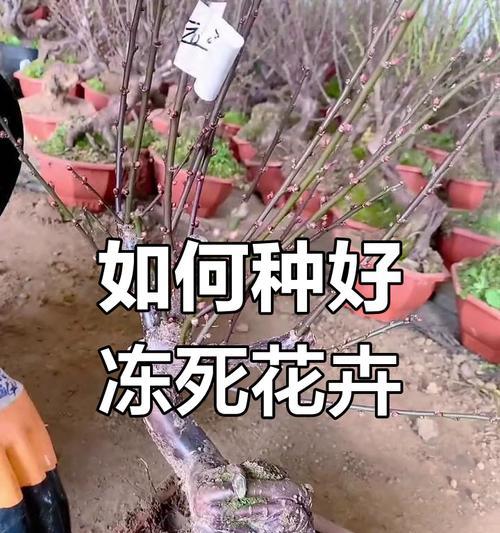 对梅的正确养护方法是什么？如何处理常见问题？