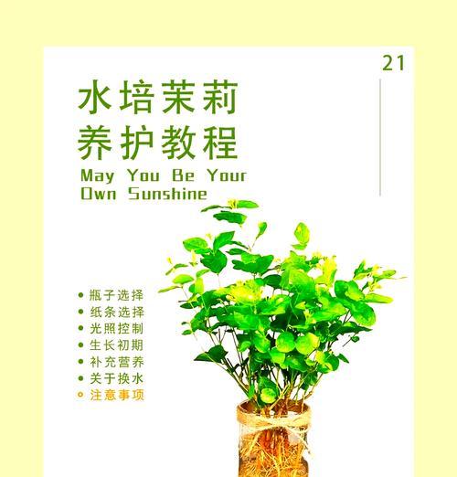 冬季茉莉花的养护技巧是什么？
