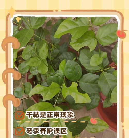 冬季茉莉花的养护技巧是什么？