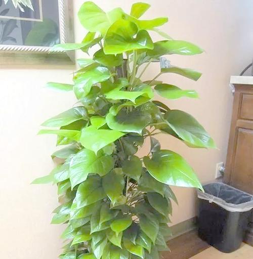 绿萝有哪些品种？绿萝品种的选择和养护要点是什么？