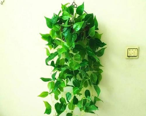 绿萝有哪些品种？绿萝品种的选择和养护要点是什么？