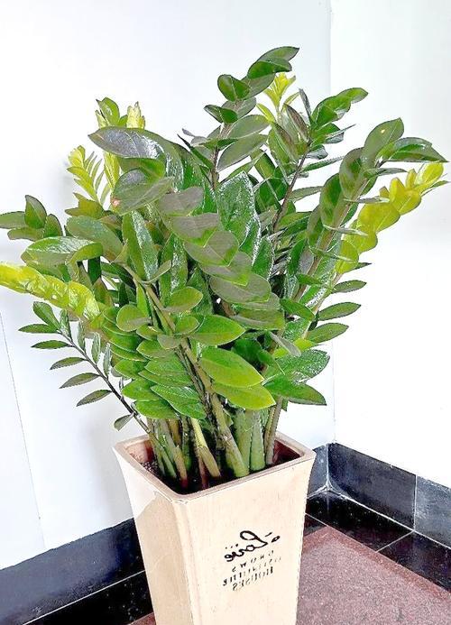 养什么发财？哪些植物能带来好运和财富？