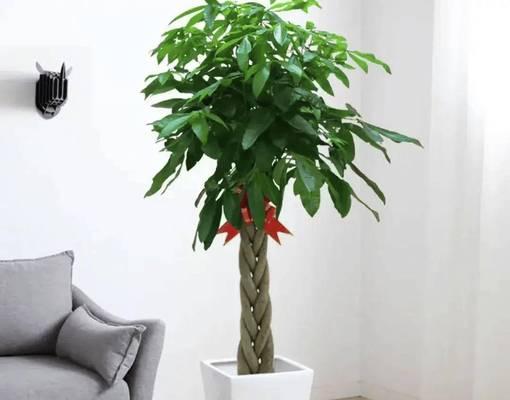 养什么发财？哪些植物能带来好运和财富？