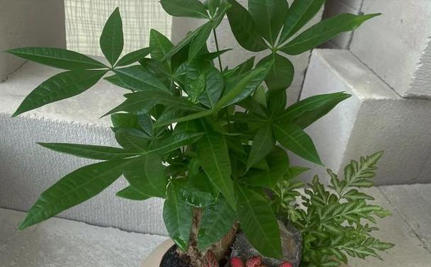 养什么发财？哪些植物能带来好运和财富？