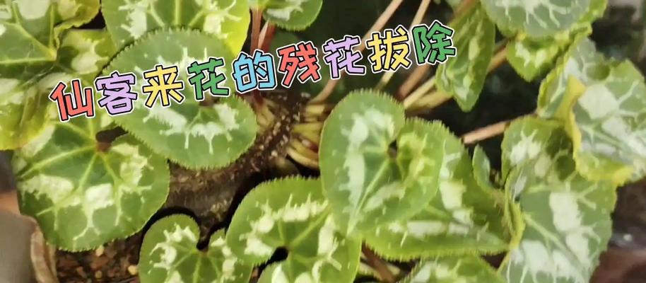 仙客来花的养殖技巧和常见问题解答？