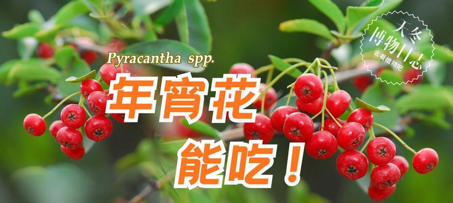 哪些植物会结红果？红果植物有哪些种类？