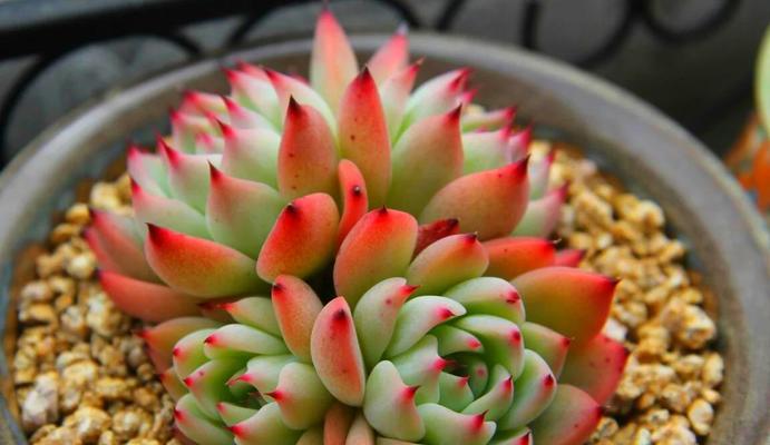 怎么配土才能适合各种植物？植物配土的基本原则？