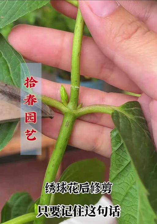 绣球花修剪的最佳时间是什么时候？