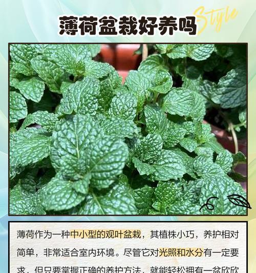薄荷的浇水频率和方法有哪些？