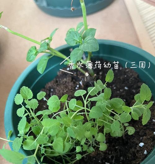 薄荷的浇水频率和方法有哪些？