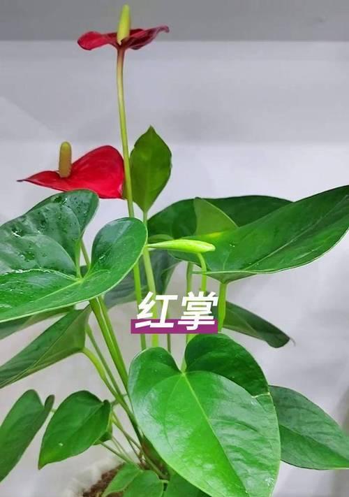 红掌如何养？家庭养护红掌的正确方法是什么？