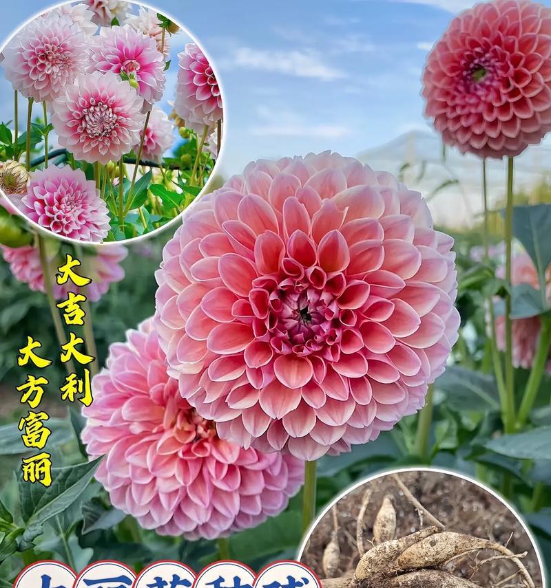 大丽花大花品种有哪些？它们的花型特点是什么？