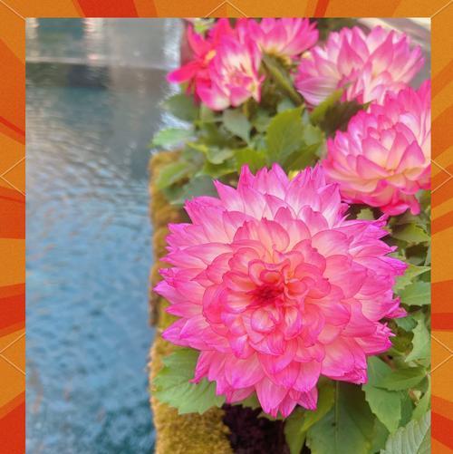 大丽花大花品种有哪些？它们的花型特点是什么？