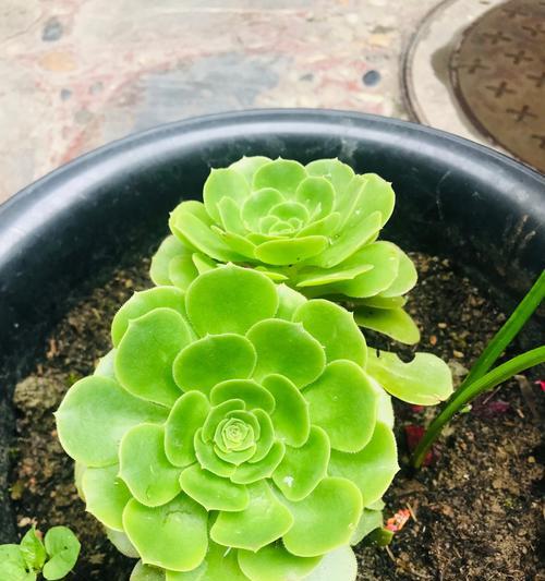 盆栽植物的正确养护方法是什么？