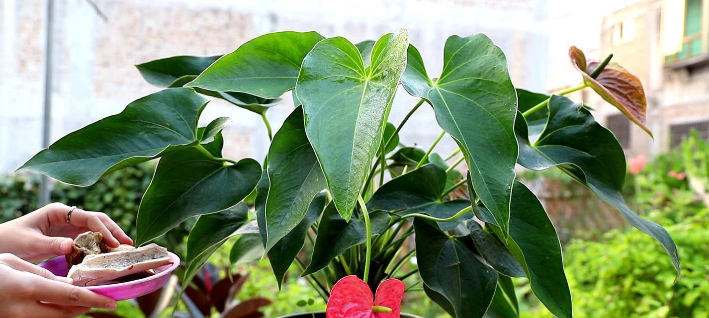红掌适合用什么材质的花盆种植？
