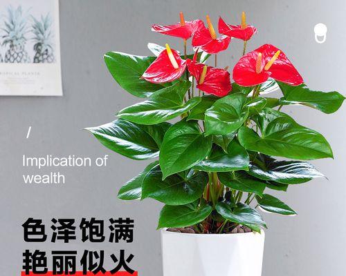 红掌适合用什么材质的花盆种植？
