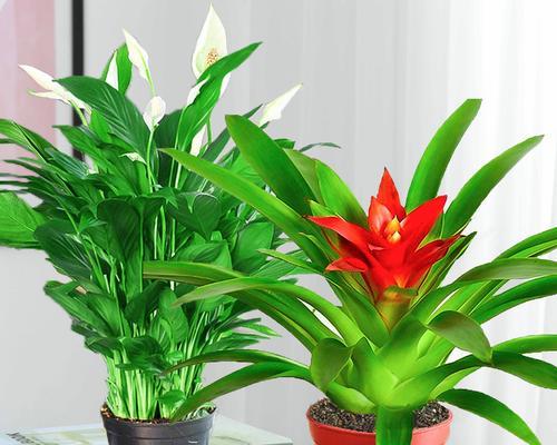 红掌适合用什么材质的花盆种植？