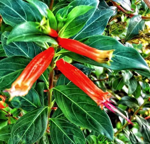 紫茉莉什么时候开花？它的花期持续多久？