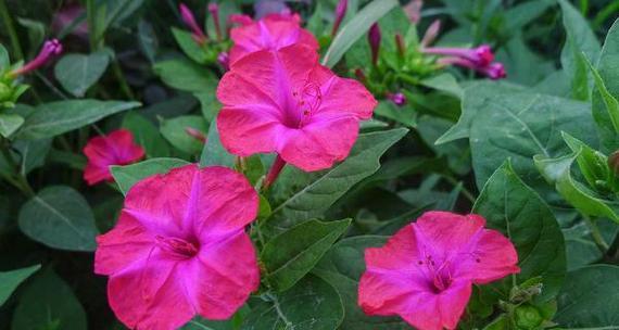 紫茉莉什么时候开花？它的花期持续多久？