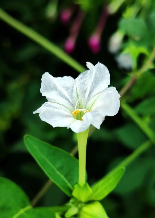 紫茉莉什么时候开花？它的花期持续多久？