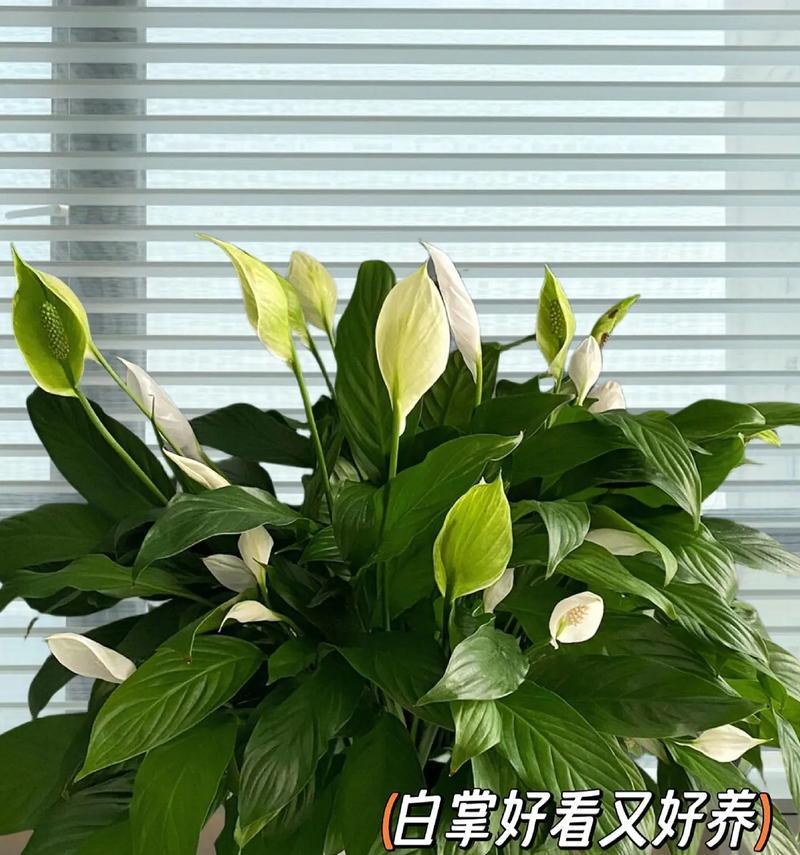 白掌换盆的最佳时间和方法是什么？