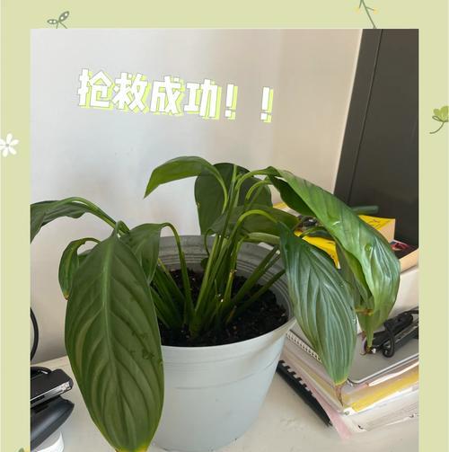 白掌换盆的最佳时间和方法是什么？