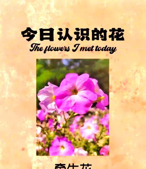 牵牛花的茎属于什么类型？