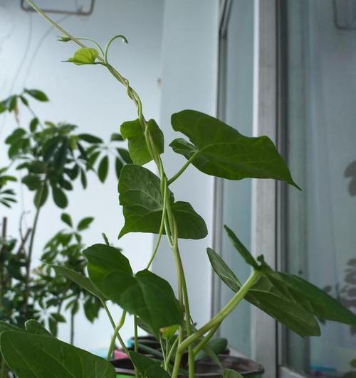 牵牛花的茎属于什么类型？