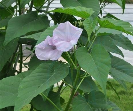牵牛花的茎属于什么类型？