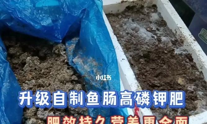 鱼肠肥的制作方法和使用技巧有哪些？