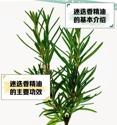 迷迭香繁殖方法及繁殖后的管理？