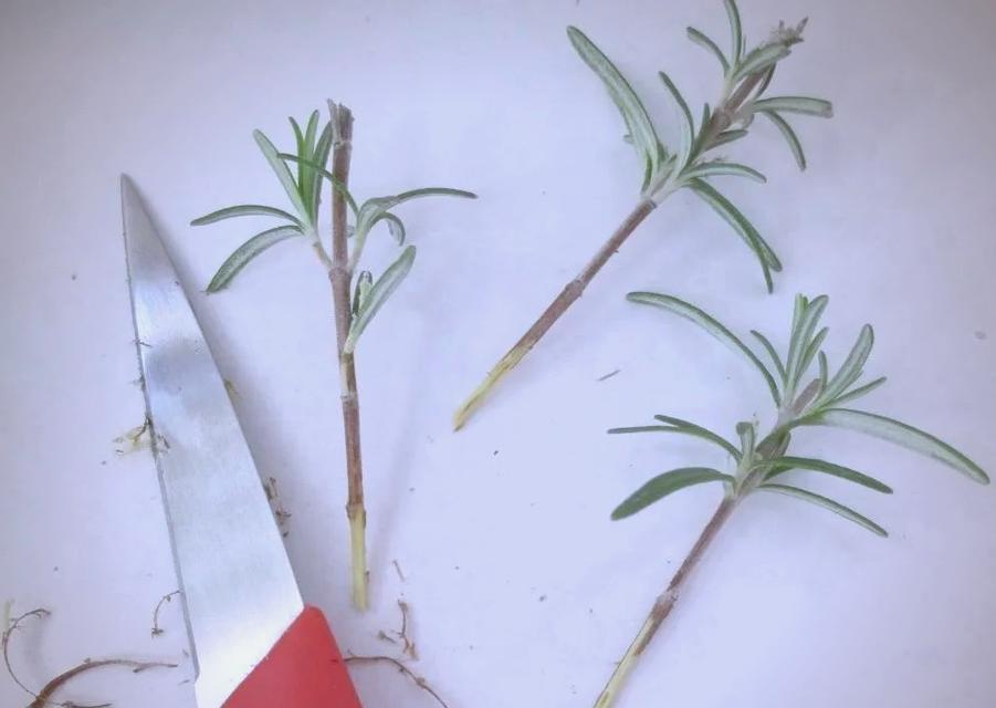 迷迭香繁殖方法及繁殖后的管理？