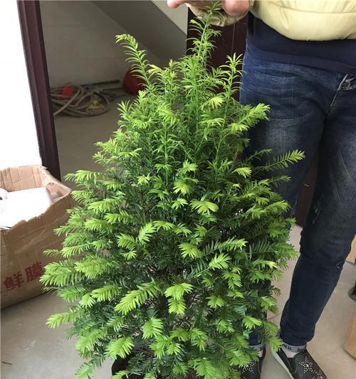 红豆杉盆景的养护方法是什么？红豆杉盆景如何养殖？