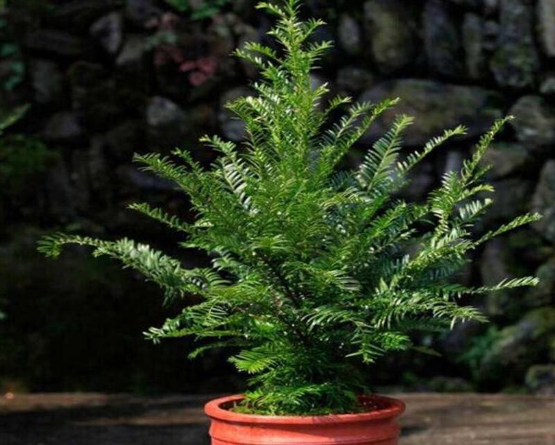 红豆杉盆景的养护方法是什么？红豆杉盆景如何养殖？