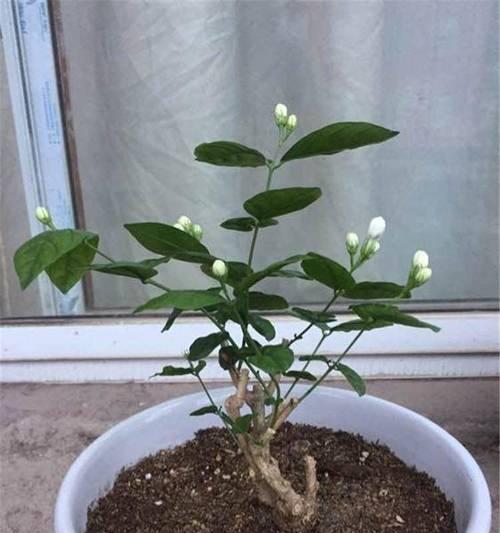 茉莉花种植需要注意什么？怎样才能种出香气四溢的茉莉？