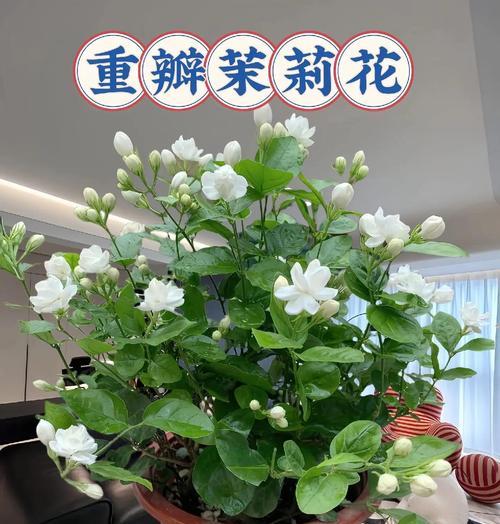 茉莉花种植需要注意什么？怎样才能种出香气四溢的茉莉？