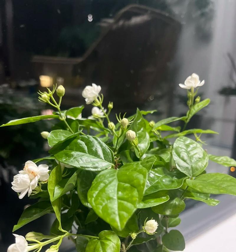 茉莉花种植需要注意什么？怎样才能种出香气四溢的茉莉？