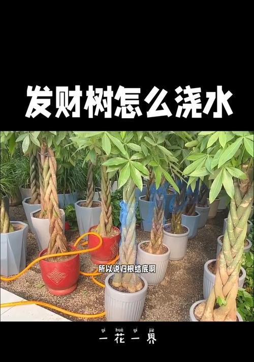 发财树为什么黄叶？如何解决这个问题？