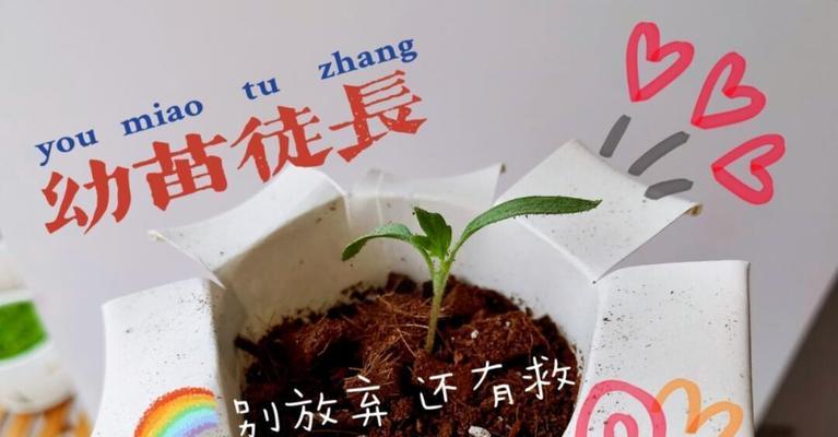 植物徒长的解决方法有哪些？如何防止植物徒长？