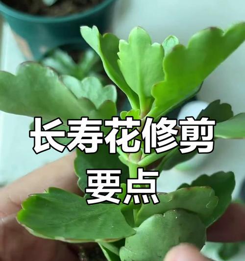 植物徒长的解决方法有哪些？如何防止植物徒长？