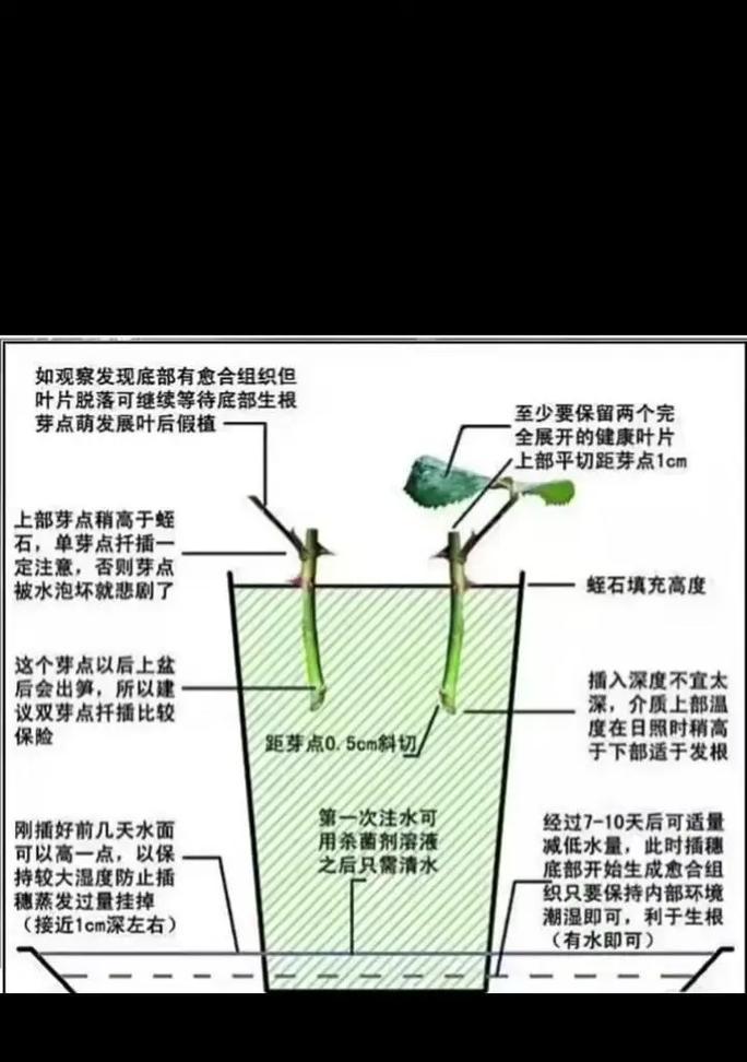 植物徒长的解决方法有哪些？如何防止植物徒长？