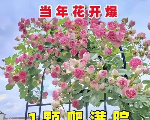 蔷薇有哪些品种？蔷薇品种大全的养护技巧是什么？