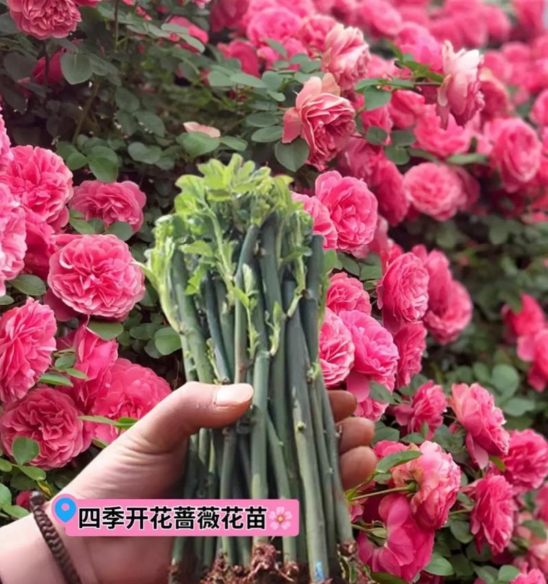 蔷薇有哪些品种？蔷薇品种大全的养护技巧是什么？