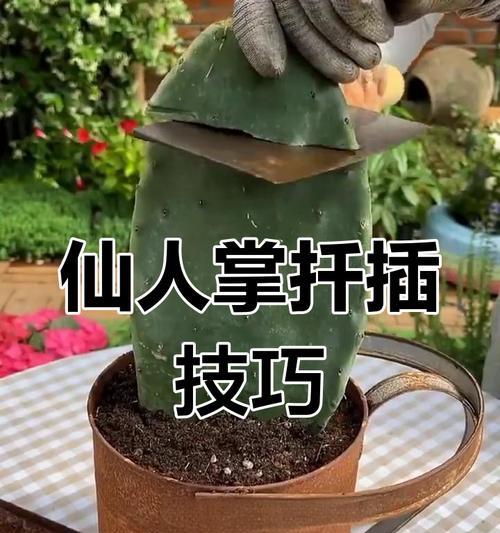 栀子花移植的最佳时期是什么时候？步骤是怎样的？